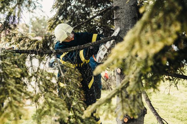 Élagage et émondage sécuritaire d'arbres