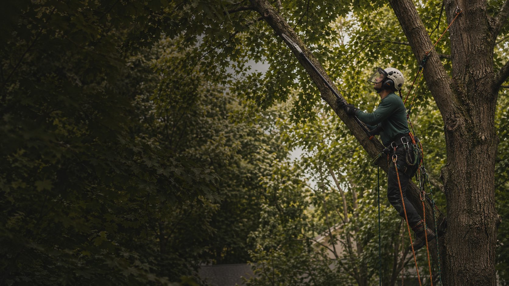 Élagage sécuritaire avec équipement professionnel