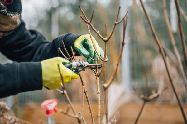 Élagage de formation d'un jeune arbre