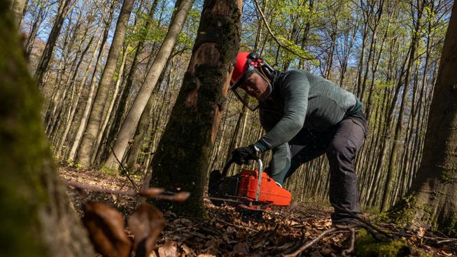 Abattage sécuritaire d'arbres